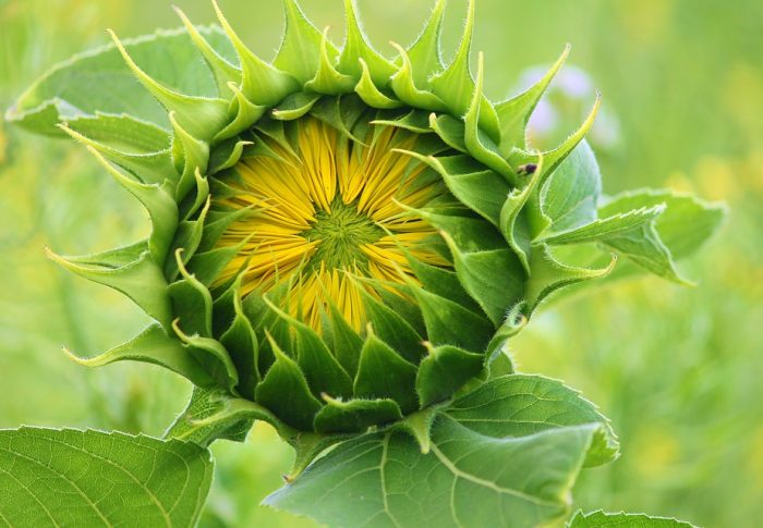 Wissenswertes Sonnenblume